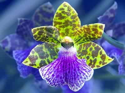 Orchid Arthur Elle Rompecabezas de rompecabezas